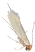 mole-body