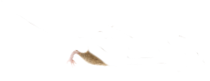 mouse-legs