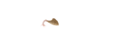 mouse-legs